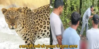 Leopard Killed Nine Years Old Girl In Tehri Uttarakhand